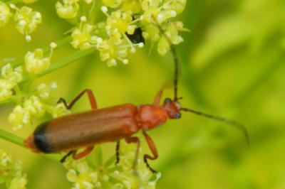 <i>Rhagonycha fulva</i>