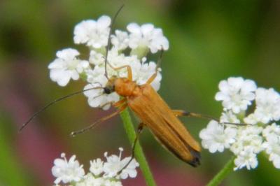 <i>Oedemera podagrariae</i>