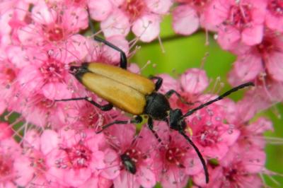 <i>Stictoleptura fulva</i>