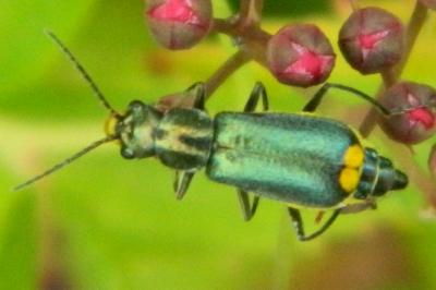 <i>Clanoptilus elegans</i>