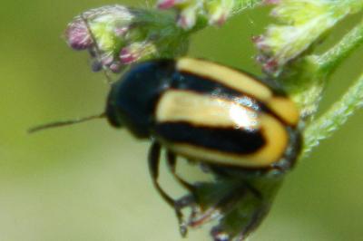 <i>Cryptocephalus vittatus</i>