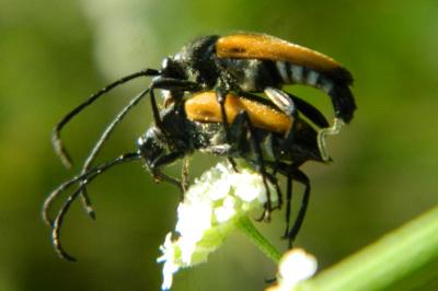 <i>Stictoleptura fulva</i>