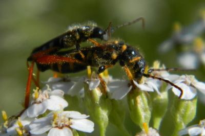 <i>Stenopterus rufus</i>