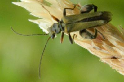 <i>Oedemera flavipes</i>