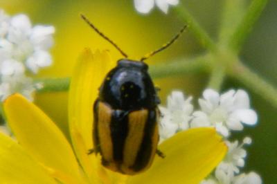 <i>Cryptocephalus vittatus</i>