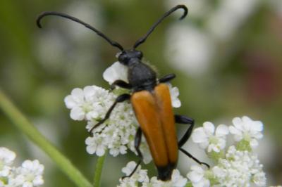 <i>Stictoleptura fulva</i>