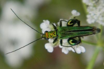 <i>Oedemera nobilis</i>