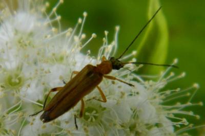 <i>Oedemera podagrariae</i>