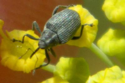 <i>Ceutorhynchus napi</i>
