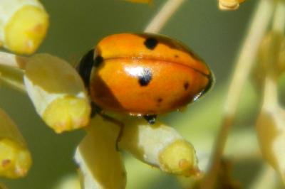 <i>Hippodamia variegata</i>