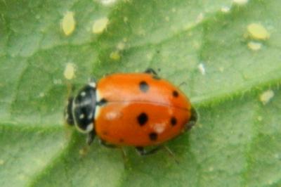 <i>Hippodamia variegata</i>