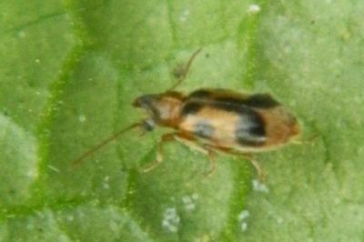 <i>Notoxus monoceros</i>