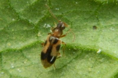 <i>Notoxus monoceros</i>