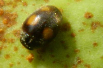 <i>Nephus quadrimaculatus</i>