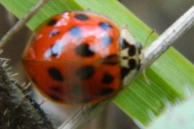 <i>Harmonia axyridis</i>