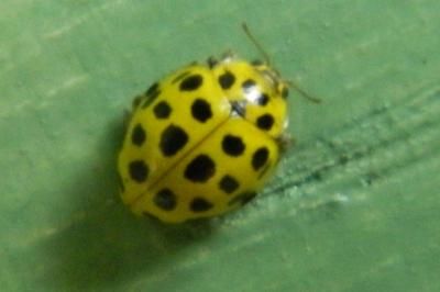 <i>Psyllobora vigintiduopunctata</i>