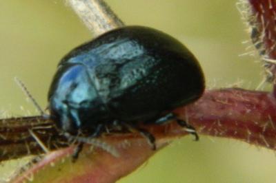 <i>Chrysolina haemoptera</i>