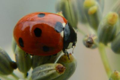 <i>Coccinella septempunctata</i>