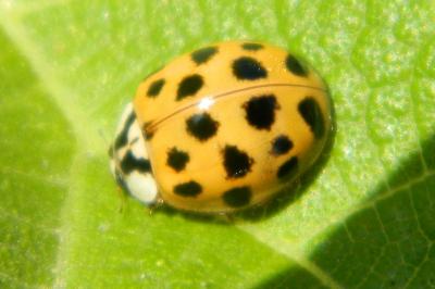 <i>Harmonia axyridis</i>