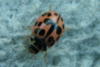 <i>Oenopia conglobata</i>