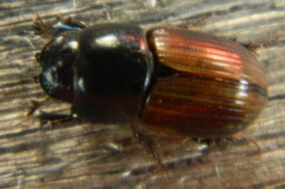 <i>Aphodius</i>