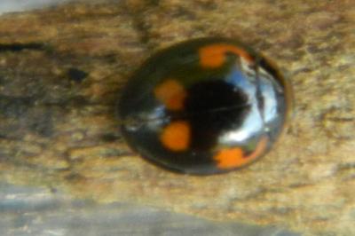<i>Exochomus quadripustulatus</i>