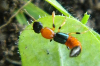 <i>Paederus littoralis</i>