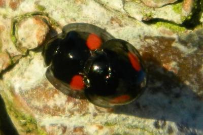 <i>Chilocorus renipustulatus</i>
