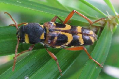 <i>Xylotrechus arvicola</i>