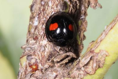 <i>Chilocorus renipustulatus</i>