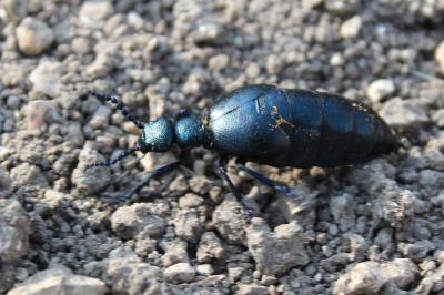 <i>Meloe violaceus</i>