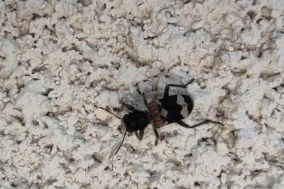 <i>Clerus mutillarius</i>