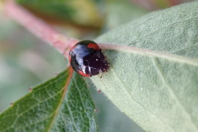 <i>Adalia bipunctata</i>