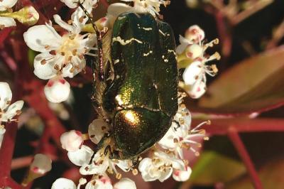 <i>Cetonia aurata</i>