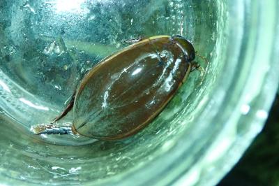 <i>Cybister lateralimarginalis</i>