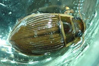 <i>Dytiscus marginalis</i>
