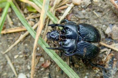 <i>Typhaeus typhoeus</i>