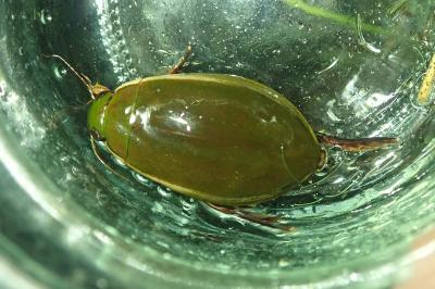 <i>Cybister lateralimarginalis</i>