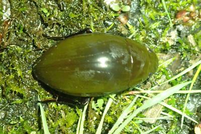 <i>Hydrophilus</i>