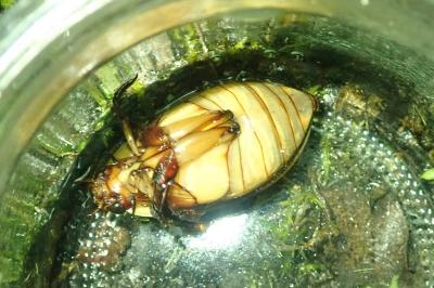 <i>Cybister lateralimarginalis</i>