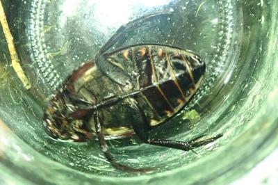 <i>Hydrophilus</i>