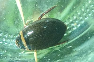 <i>Graphoderus cinereus</i>