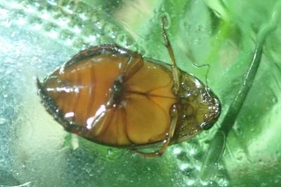 <i>Graphoderus cinereus</i>