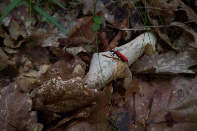 <i>Pyrochroa coccinea</i>