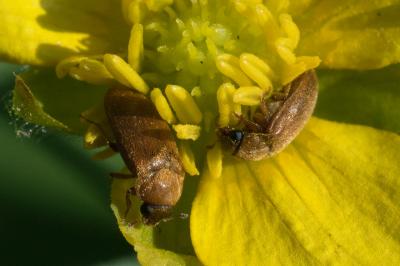 <i>Byturus ochraceus</i>