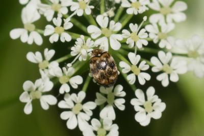<i>Anthrenus verbasci</i>