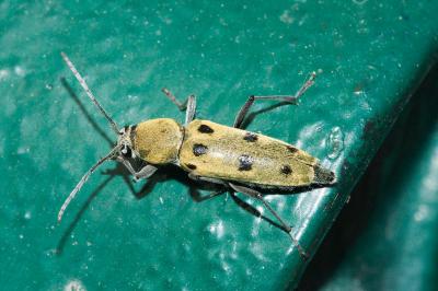 <i>Chlorophorus glabromaculatus</i>