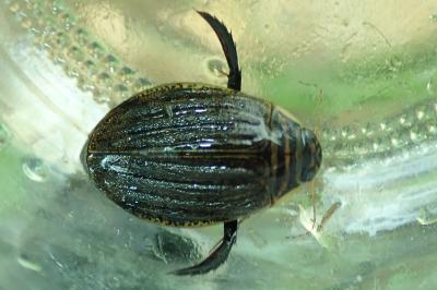 <i>Acilius sulcatus</i>