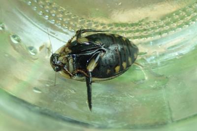 <i>Acilius sulcatus</i>