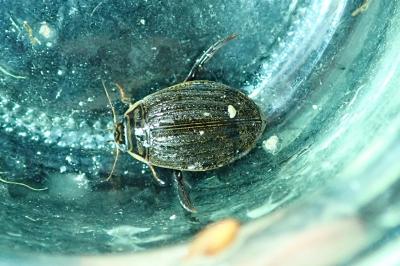 <i>Acilius sulcatus</i>